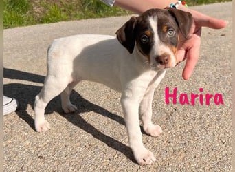 Harira geb. 12/2024 (in Deutschland) - neugierige und clevere Bodeguero-Pinscher-Mix Junghündin!