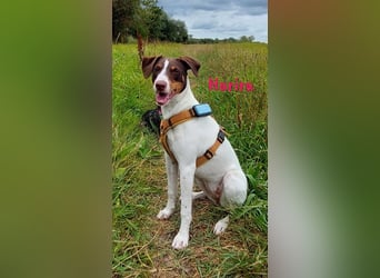 Harira geb. 12/2024 (in Deutschland) - neugierige und clevere Bodeguero-Pinscher-Mix Junghündin!