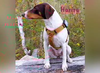 Harira geb. 12/2024 (in Deutschland) - neugierige und clevere Bodeguero-Pinscher-Mix Junghündin!