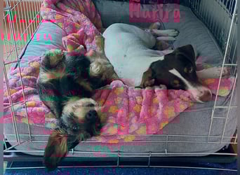 Harira geb. 12/2024 (in Deutschland) - neugierige und clevere Bodeguero-Pinscher-Mix Junghündin!