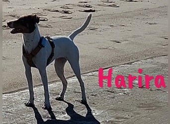 Harira geb. 12/2024 (in Deutschland) - neugierige und clevere Bodeguero-Pinscher-Mix Junghündin!