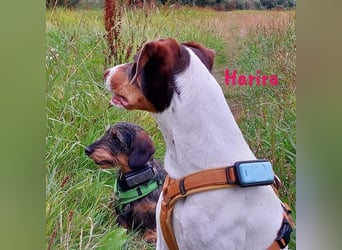 Harira geb. 12/2024 (in Deutschland) - neugierige und clevere Bodeguero-Pinscher-Mix Junghündin!