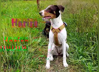 Harira geb. 12/2024 (in Deutschland) - neugierige und clevere Bodeguero-Pinscher-Mix Junghündin!