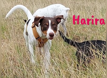 Harira geb. 12/2024 (in Deutschland) - neugierige und clevere Bodeguero-Pinscher-Mix Junghündin!