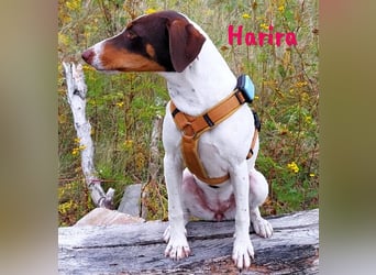 Harira geb. 12/2024 (in Deutschland) - neugierige und clevere Bodeguero-Pinscher-Mix Junghündin!