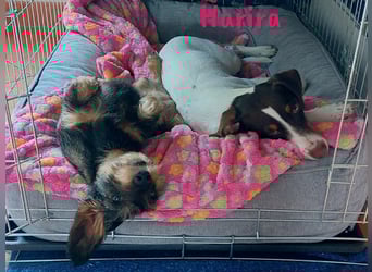 Harira geb. 12/2024 (in Deutschland) - neugierige und clevere Bodeguero-Pinscher-Mix Junghündin!