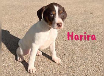 Harira geb. 12/2024 (in Deutschland) - neugierige und clevere Bodeguero-Pinscher-Mix Junghündin!