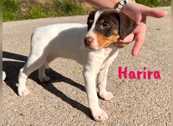 Harira geb. 12/2024 (in Deutschland) - neugierige und clevere Bodeguero-Pinscher-Mix Junghündin!