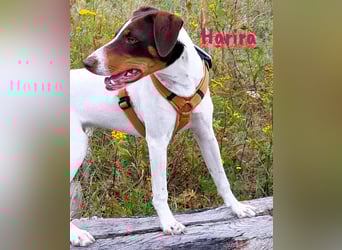 Harira geb. 12/2024 (in Deutschland) - neugierige und clevere Bodeguero-Pinscher-Mix Junghündin!