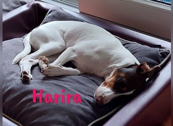 Harira geb. 12/2024 (in Deutschland) - neugierige und clevere Bodeguero-Pinscher-Mix Junghündin!