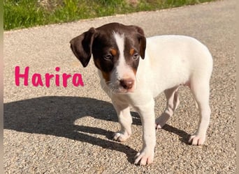 Harira geb. 12/2024 (in Deutschland) - neugierige und clevere Bodeguero-Pinscher-Mix Junghündin!