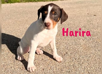 Harira geb. 12/2024 (in Deutschland) - neugierige und clevere Bodeguero-Pinscher-Mix Junghündin!