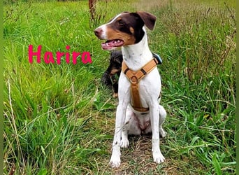 Harira geb. 12/2024 (in Deutschland) - neugierige und clevere Bodeguero-Pinscher-Mix Junghündin!