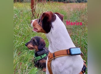 Harira geb. 12/2024 (in Deutschland) - neugierige und clevere Bodeguero-Pinscher-Mix Junghündin!