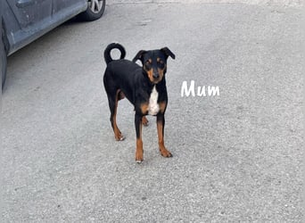 Harira geb. 12/2024 (in Deutschland) - neugierige und clevere Bodeguero-Pinscher-Mix Junghündin!