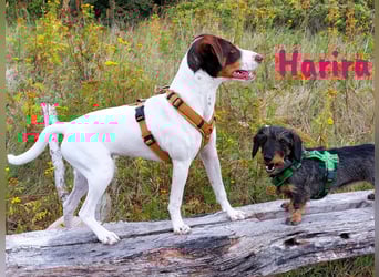 Harira geb. 12/2024 (in Deutschland) - neugierige und clevere Bodeguero-Pinscher-Mix Junghündin!