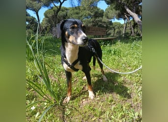 hübsches, freundliches Hundemädchen Elma