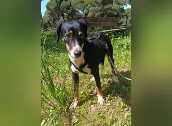 hübsches, freundliches Hundemädchen Elma