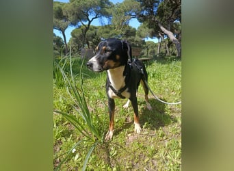 hübsches, freundliches Hundemädchen Elma