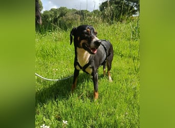 hübsches, freundliches Hundemädchen Elma