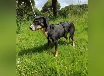 hübsches, freundliches Hundemädchen Elma