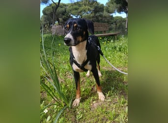 hübsches, freundliches Hundemädchen Elma