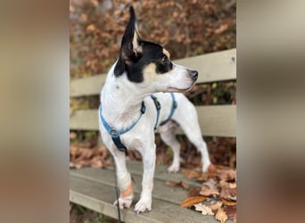 Jacky, freundlich, katzenverträglich und sozial