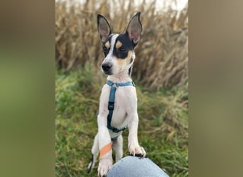 Jacky, freundlich, katzenverträglich und sozial