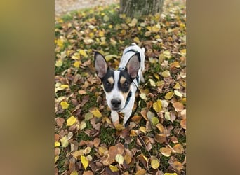 Jacky, gute Laune garantiert