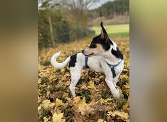 Jacky, gute Laune garantiert