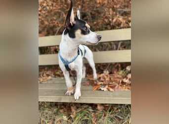 Jacky, freundlich, katzenverträglich und sozial