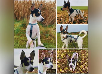 Jacky, gute Laune garantiert