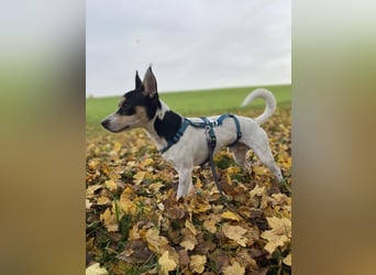 Jacky, freundlich, katzenverträglich und sozial