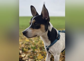 Jacky, freundlich, katzenverträglich und sozial