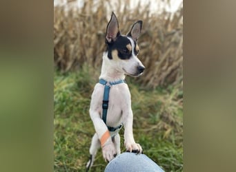 Jacky, gute Laune garantiert