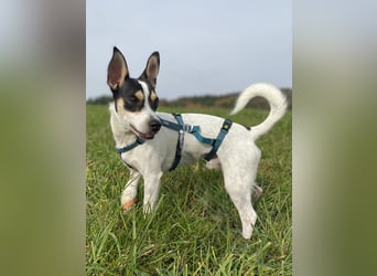 Jacky, freundlich, katzenverträglich und sozial