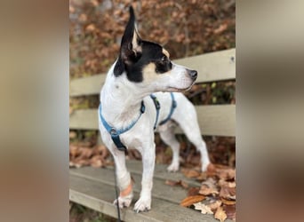 Jacky, gute Laune garantiert