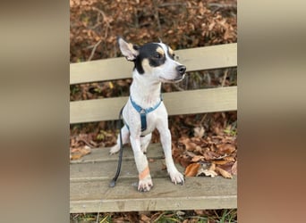 Jacky, freundlich, katzenverträglich und sozial