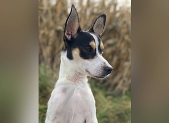 Jacky, freundlich, katzenverträglich und sozial