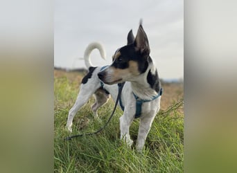 Jacky, freundlich, katzenverträglich und sozial