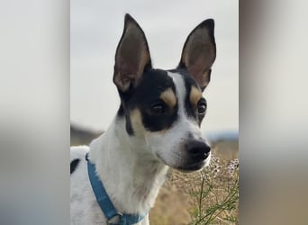 Jacky, gute Laune garantiert