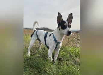 Jacky, freundlich, katzenverträglich und sozial