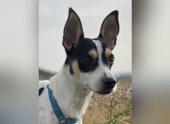 Jacky, freundlich, katzenverträglich und sozial