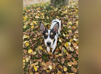 Jacky, freundlich, katzenverträglich und sozial