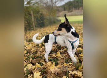 Jacky, freundlich, katzenverträglich und sozial