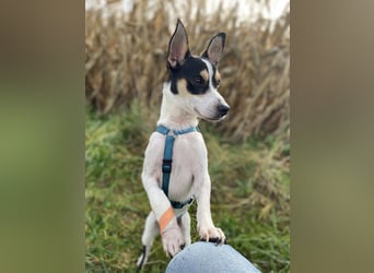 Jacky, freundlich, katzenverträglich und sozial