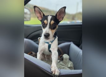 Jacky, gute Laune garantiert