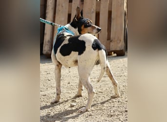 Prince - neugierig, offen und zutraulich