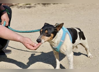 Prince - neugierig, offen und zutraulich