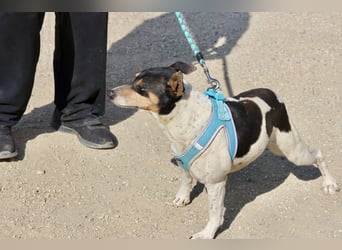 Prince - neugierig, offen und zutraulich